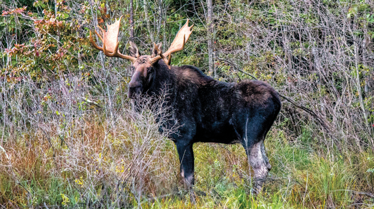 Bull moose in the woods